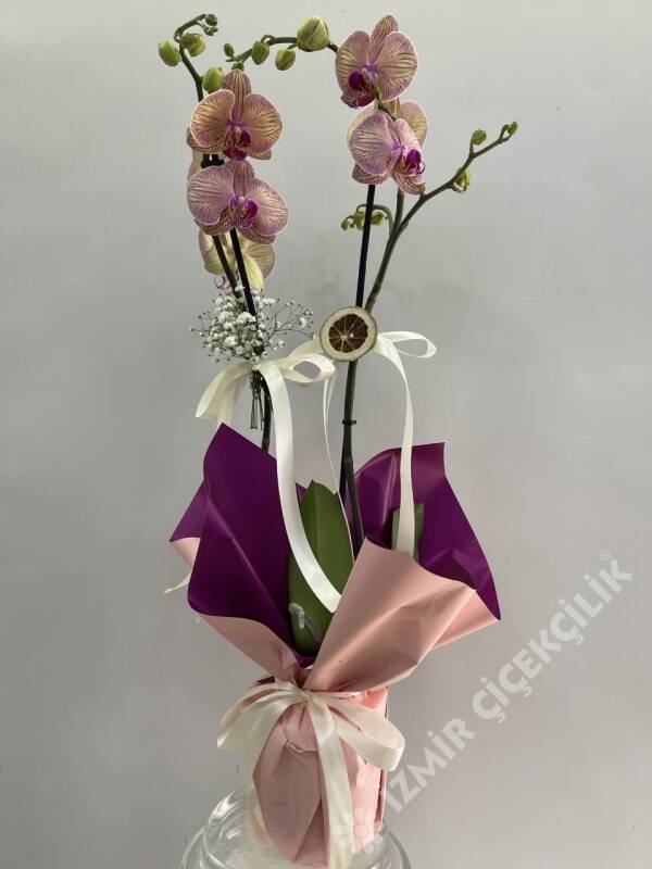 2 Dallı Pembe Orkide Phalaenopsis - 1