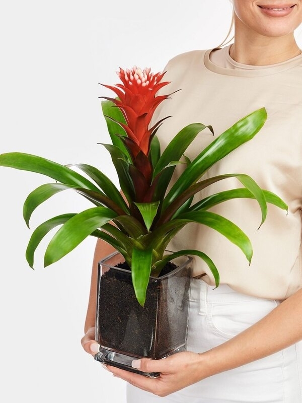 Red Guzmania In Vase